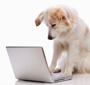 Pet Sitting Client reviews testimonials recommendations