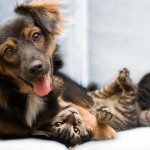Why use a dog and Cat Sitter