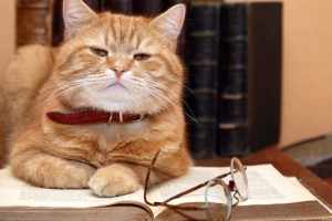 Cat Read Pet Sitting Reviews