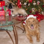 Pet Holiday Safety Tips